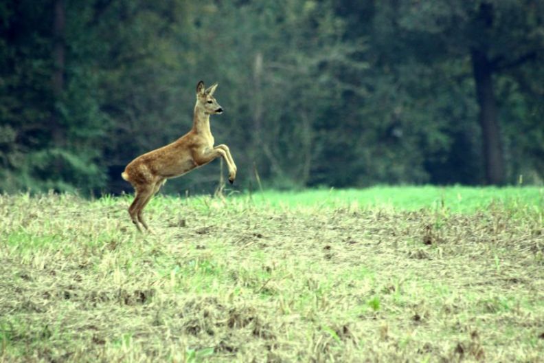 Caprioli - Parco del Ticino